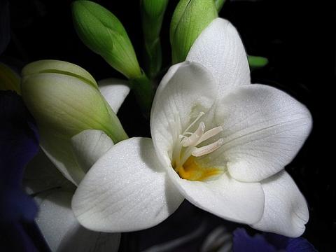 Фото цветок Фрезия или фреезия (Freesia)